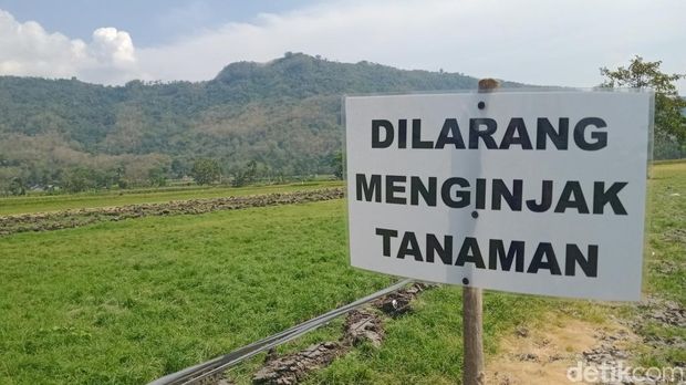 Papan larangan dipasang petani di Desa Sengon, Kecamatan Prambanan, Klaten.