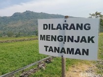 Viral Sawah di Prambanan Klaten Jadi Wisata Dadakan, Petani Protes