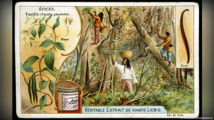 Sejarah Vanila yang Tak Seharum Namanya