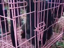 Lutung Kesetrum Saat Panjat Tiang Listrik di Semarang, Tangan Hampir Putus