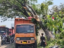 Lalu Lintas Pantura Cirebon Macet Mengular gegara Pohon Timpa Truk