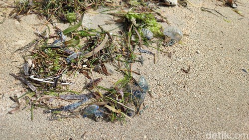 Ubur-ubur botol biru di Pantai Segara Ayu, Sanur, Selasa (28/7/2026).