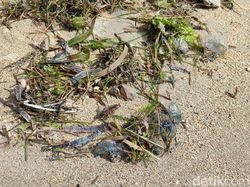 Serangan Ubur-ubur Botol Biru Beracun di Pantai Sanur