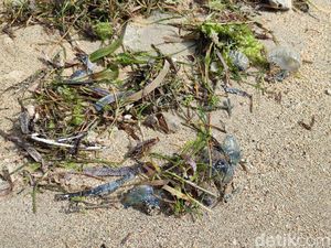 Serangan Ubur-ubur Botol Biru Beracun di Pantai Sanur