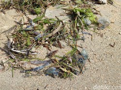 Penjelasan Ubur-ubur Botol Biru Beracun yang Serang Pantai Sanur