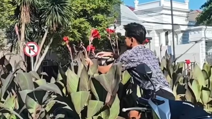 Rekaman video viral pemuda di Surabaya curi bunga di jalur hijau
