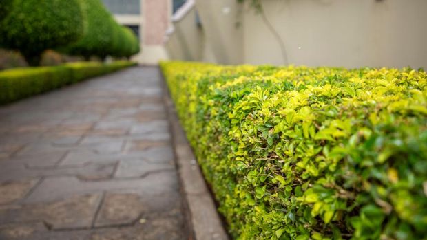 tanaman boxwood