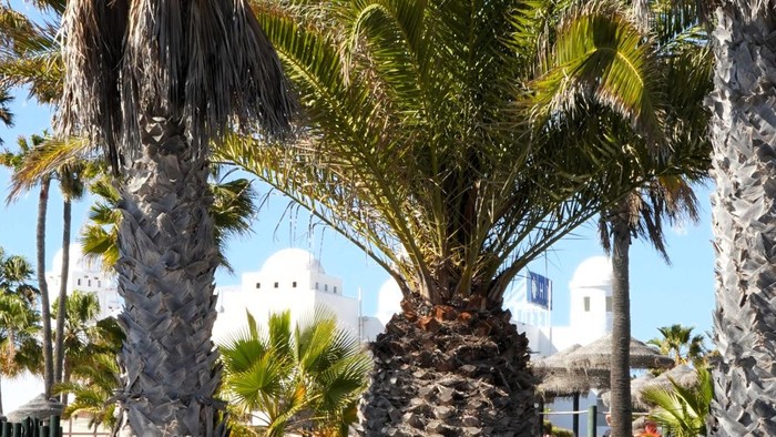canary palm