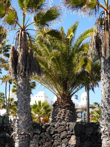 canary palm