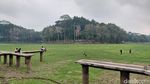 Potret Padang Rumput Hijau di Danau Situ Gede yang Menyusut