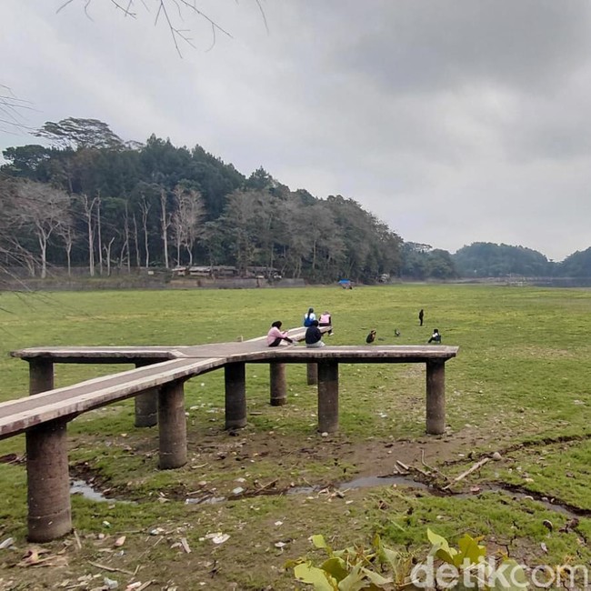 Potret Padang Rumput Hijau di Danau Situ Gede yang Menyusut