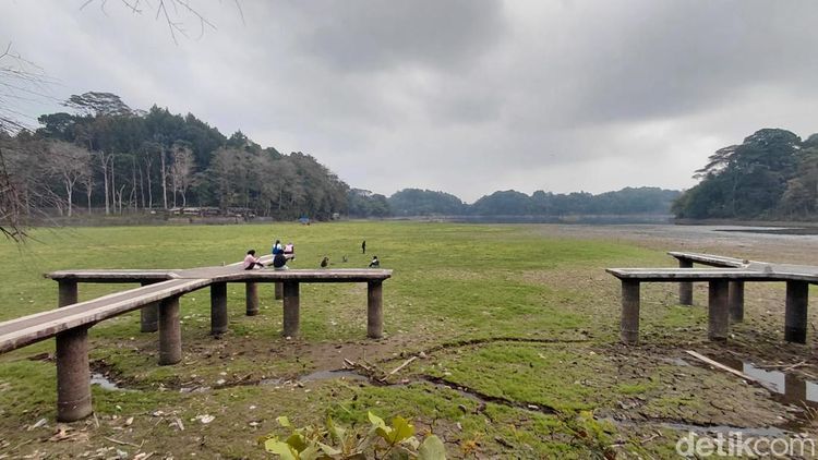 Potret Padang Rumput Hijau di Danau Situ Gede yang Menyusut