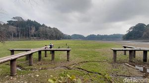 Potret Padang Rumput Hijau di Danau Situ Gede yang Menyusut