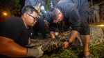 Wujud Buaya 4,5 Meter Saat Dievakuasi Petugas di Sambas