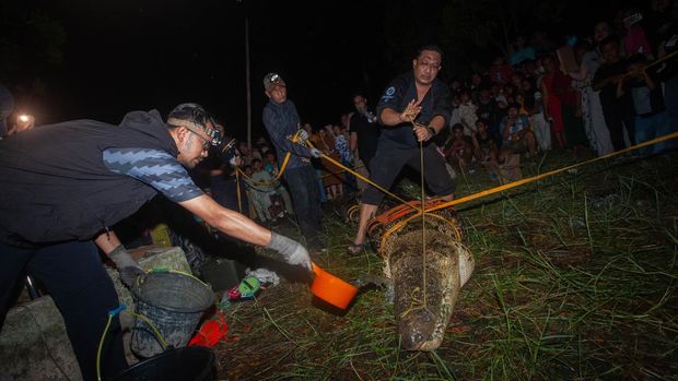 Evakuasi buaya yang meneror warga di Jawai Selatan, Kabupaten Sambas, Kalimantan Barat. (Dok. Victor Fidelis Sentosa) Evakuasi buaya yang meneror warga di Jawai Selatan, Kabupaten Sambas, Kalimantan Barat. (Dok. Victor Fidelis Sentosa)