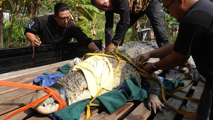 Evakuasi buaya yang meneror warga di Jawai Selatan, Kabupaten Sambas, Kalimantan Barat. (Dok. Victor Fidelis Sentosa)