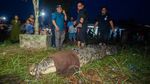 Wujud Buaya 4,5 Meter Saat Dievakuasi Petugas di Sambas