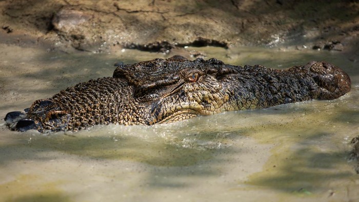 Evakuasi buaya yang meneror warga di Jawai Selatan, Kabupaten Sambas, Kalimantan Barat. (Dok. Victor Fidelis Sentosa)