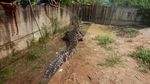 Wujud Buaya 4,5 Meter Saat Dievakuasi Petugas di Sambas