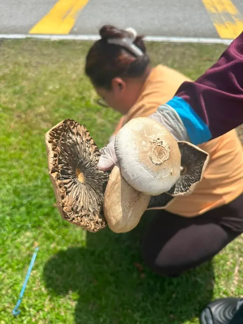 Keluarga keracunan usai makan jamur liar