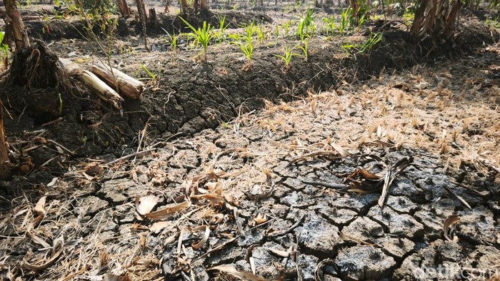 Kondisi sawah di Kelurahan Rowosari, Kecamatan Tembalang, Kota Semarang, yang terdampak kekeringan, Rabu (29/7/2026).