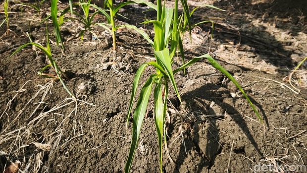 Kondisi sawah di Kelurahan Rowosari, Kecamatan Tembalang, Kota Semarang, yang terdampak kekeringan, Rabu (29/7/2026). Kondisi sawah di Kelurahan Rowosari, Kecamatan Tembalang, Kota Semarang, yang terdampak kekeringan, Rabu (29/7/2026).