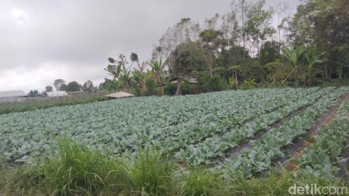 Sektor pertanian berupa sayur mayur dan jeruk menjadi komoditas andalan di Desa Batunya di Kecamatan Baturiti, Tabanan. /Krisna Pradipta