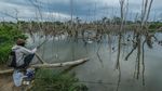 Kerusakan Mangrove Capai 52 Ribu Hektare per Tahun