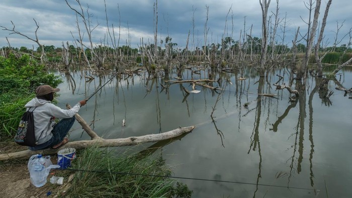 Foto udara kendaraan roda empat melintas di dekat kawasan hutan mangrove yang pohonnya mengering di Jalan Madusila, Kota Kendari, Sulawesi Tenggara, Rabu (29/7/2026). Kementerian Kelautan dan Perikanan mencatat laju kerusakan mangrove mencapai sekitar 52 ribu hektare per tahun dan sekitar 19,26 persen ekosistem mangrove di Indonesia saat ini berada dalam kondisi kritis. ANTARA FOTO/Andry Denisah/wsj.