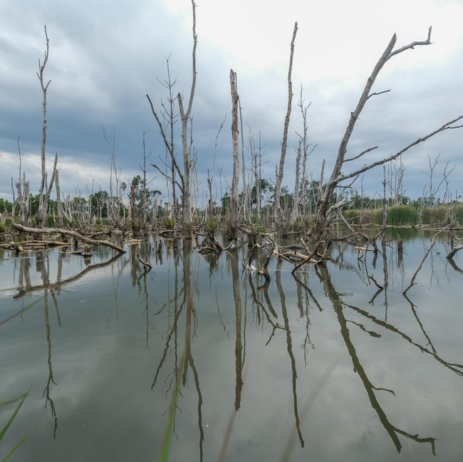 Kerusakan Mangrove Capai 52 Ribu Hektare per Tahun