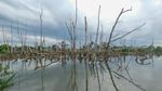 Kerusakan Mangrove Capai 52 Ribu Hektare per Tahun