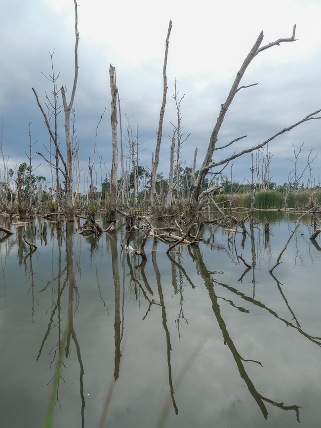 Kerusakan Mangrove Capai 52 Ribu Hektare per Tahun