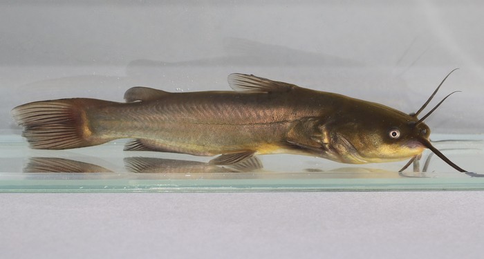Lele bullhead