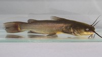 Kanker Langka Menular Antar Ikan Lele, Berbahaya Bagi Manusia?