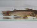 Kanker Langka Menular Antar Ikan Lele, Berbahaya Bagi Manusia?