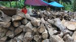 Limbah Kayu Aceh Barat Diolah Jadi Biomassa untuk Pasok Energi PLTU