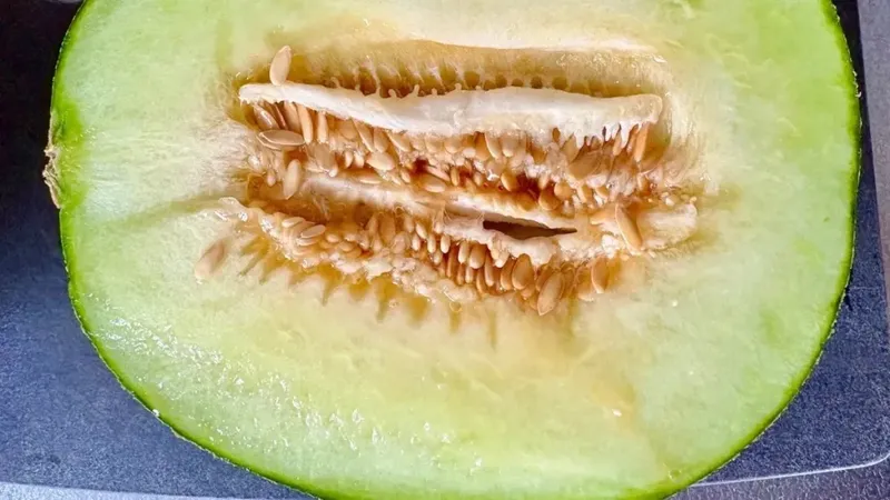 Melon 'panthom' Jepang