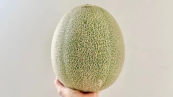 Melon panthom Jepang