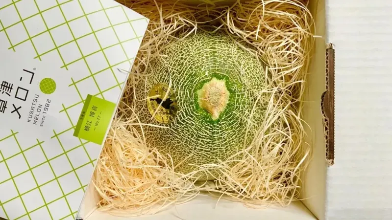 Melon 'panthom' Jepang