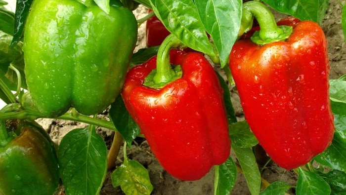 Paprika merah dan paprika hijau