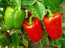 Paprika Merah atau Paprika Hijau, Mana yang Paling Bernutrisi Buat Diet?