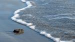 Pelepasliaran Tukik Penyu Lekang Warnai Wisata Konservasi di Pantai Kuta