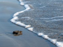 6 Tempat Konservasi Penyu di Bali, Wisata Edukasi Sambil Jaga Satwa Laut