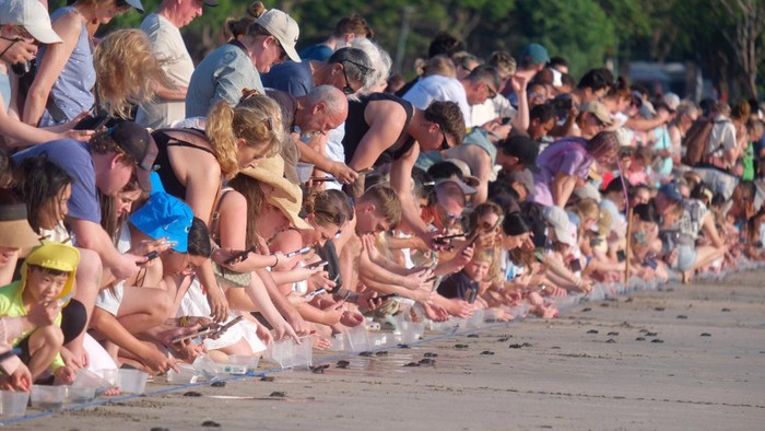 Wisatawan mancanegara melepasliarkan tukik penyu lekang (Lepidochelys olivacea) pada musim penetasan telur di Pantai Kuta, Badung, Bali, Rabu (29/7/2026). Kuta Beach Sea Turtle Conservation Center (KBSTCC) melepasliarkan 500 ekor tukik penyu lekang hasil penetasan sebagai upaya melestarikan populasi penyu di habitat alaminya sekaligus mengembangkan wisata konservasi yang diikuti lebih dari 500 wisatawan mancanegara. ANTARA FOTO/Nyoman Hendra Wibowo/tom.