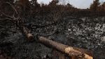 Potret Upaya Pemadaman Kebakaran Lahan Gambut di Kubu Raya