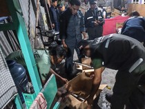Kasus Perdagangan Satwa di Papua Berhasil Digagalkan, 7 Burung Langka Disita