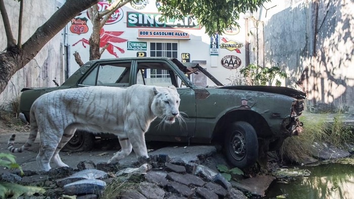 Koleksi harimau Batu Secret Zoo