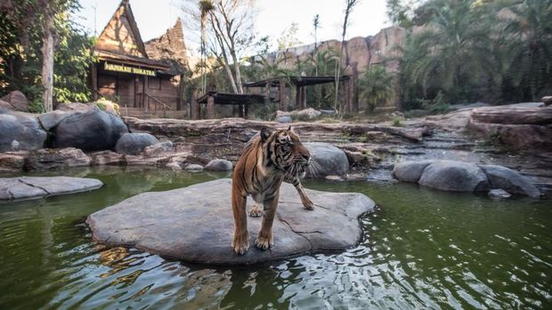 Batu Secret Zoo Koleksi harimau Batu Secret Zoo