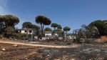 Kebakaran Hutan Hanguskan Pemukiman Elite di Madrid