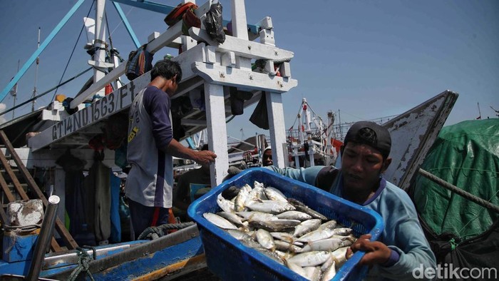 Sejumlah nelayan melakukan bongkar muat ikan di Pelabuhan Muara Baru dan Muara Angke, Jakarta Utara, Kamis (30/7/2026).Kementerian Kelautan dan Perikanan memproyeksikan angka konsumsi ikan nasional pada 2026 mencapai 30 kg per kapita per tahun atau meningkat 15 persen dari tahun sebelumnya yang mencapai 26,08 kilogram per kapita per tahun, didorong oleh peningkatan ketersediaan protein hewani dan kesadaran gizi.